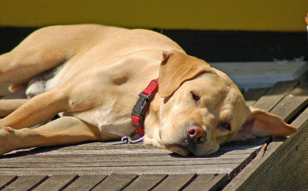 Sam macht einen auf 'fauler Hund'